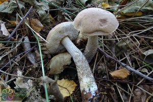 Leccinum cyaneobasileucum (2)